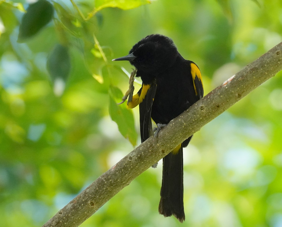 Turpial Puertorriqueño - ML639539162