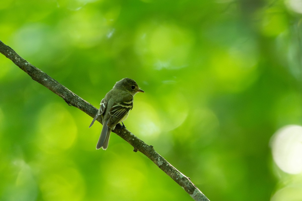 Acadian Flycatcher - ML639539163