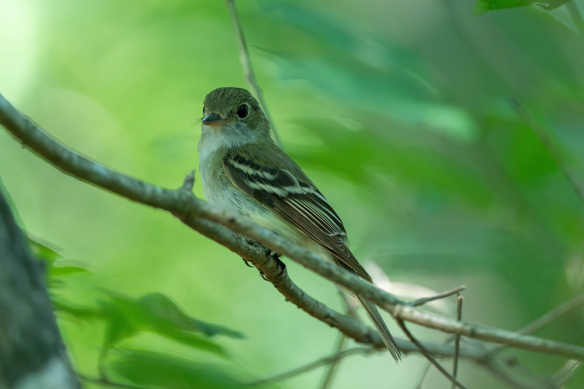 Acadian Flycatcher - ML639539164