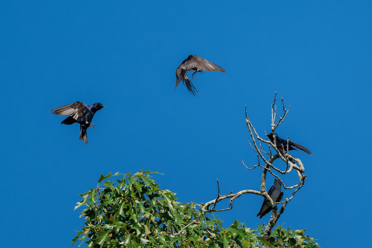 Purple Martin - ML639539166