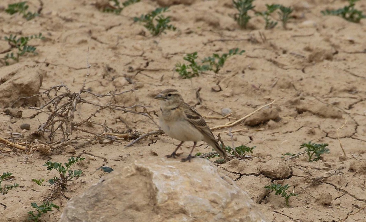 Greater Short-toed Lark - ML639539168