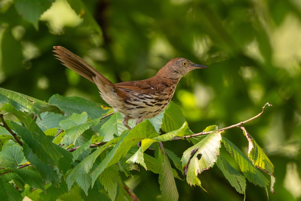 Brown Thrasher - ML639539169