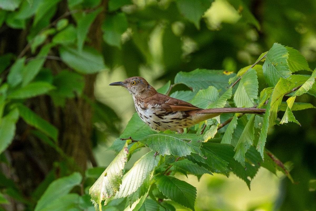 Brown Thrasher - ML639539170