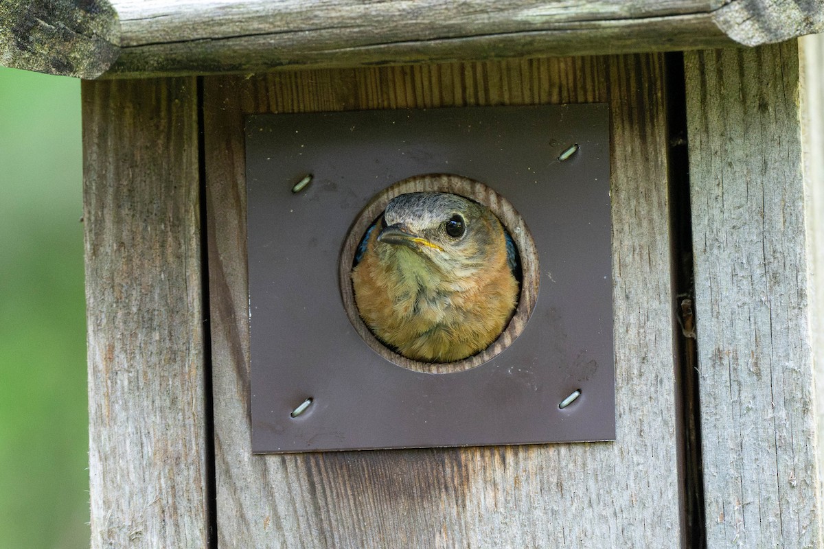Eastern Bluebird - ML639539172