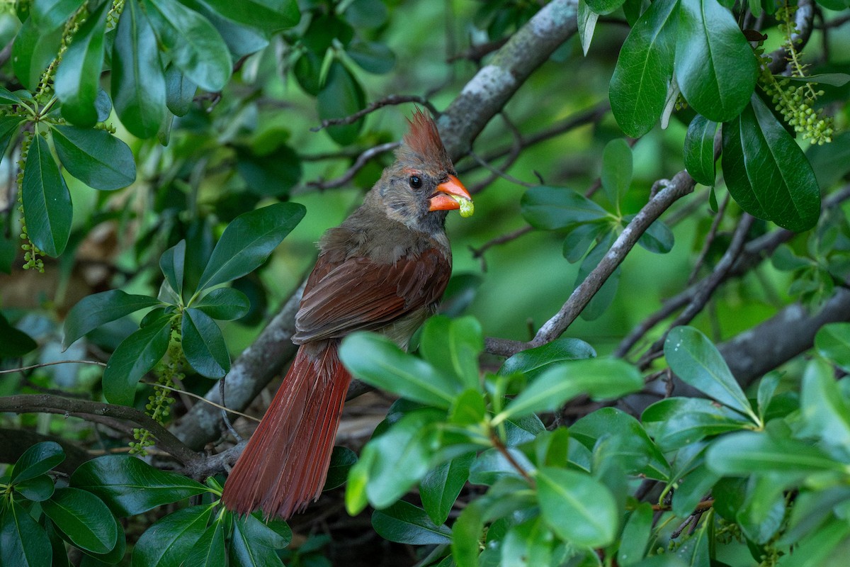 Northern Cardinal - ML639539177