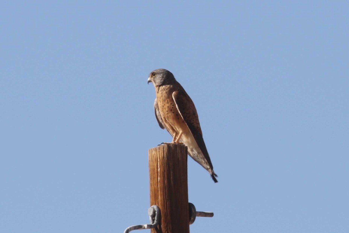 Rock Kestrel - ML639539181