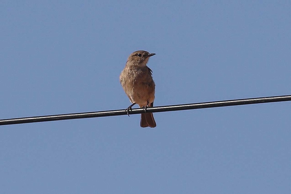 Chat Flycatcher - ML639539187