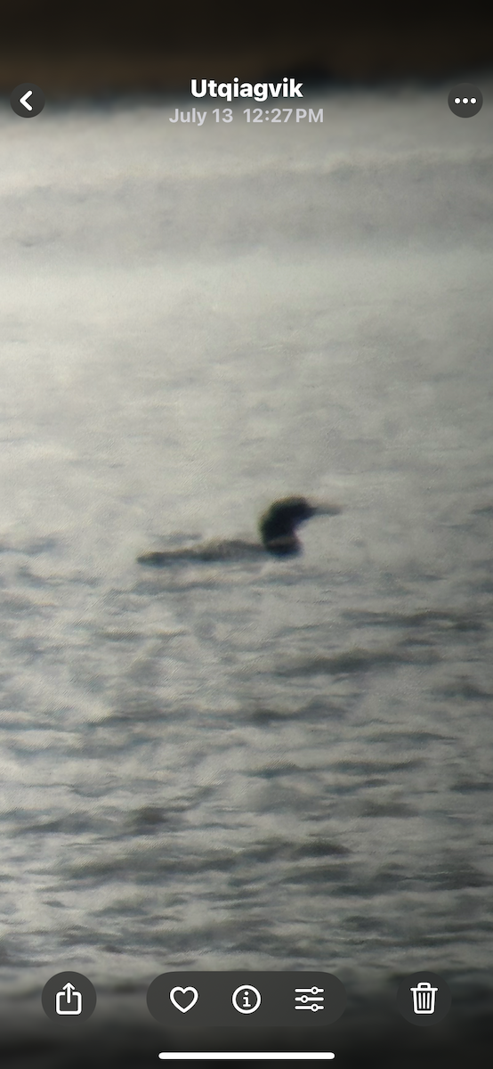 Common Loon - ML639539253