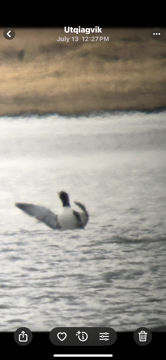 Common Loon - ML639539275