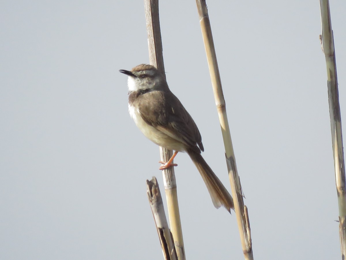 Black-chested Prinia - ML639539303