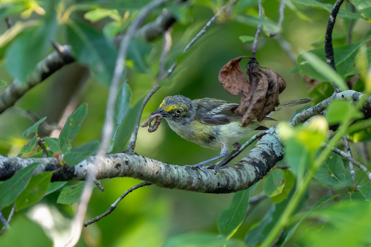 White-eyed Vireo - ML639539323
