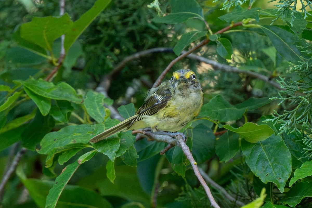 White-eyed Vireo - ML639539324
