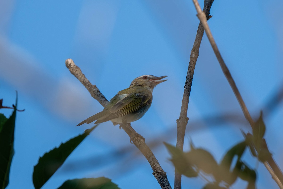 Red-eyed Vireo - ML639539325