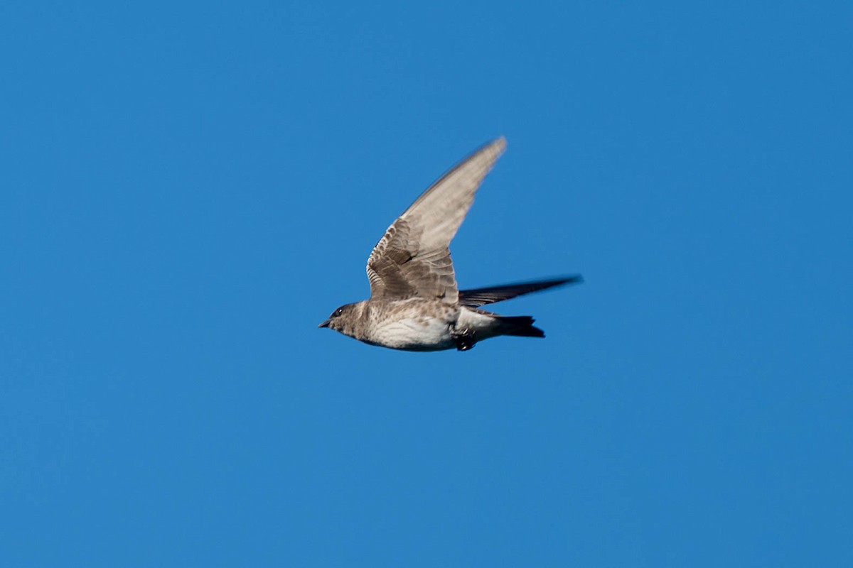 Purple Martin - ML639539378