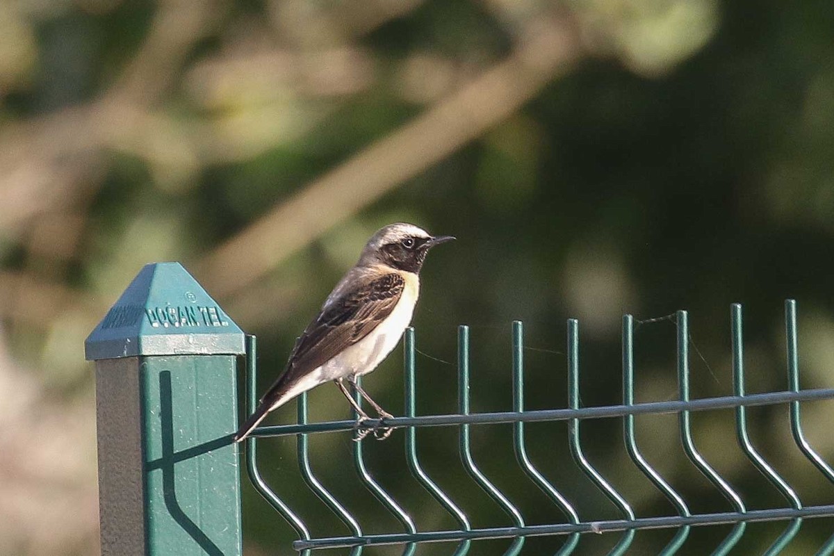 Eastern Black-eared Wheatear - ML639539390