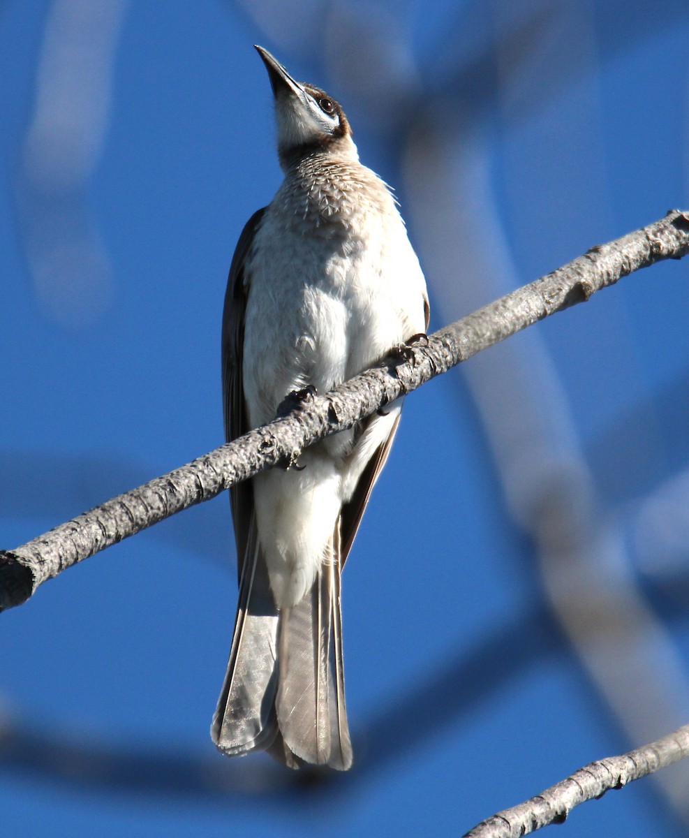 Little Friarbird - ML639539393