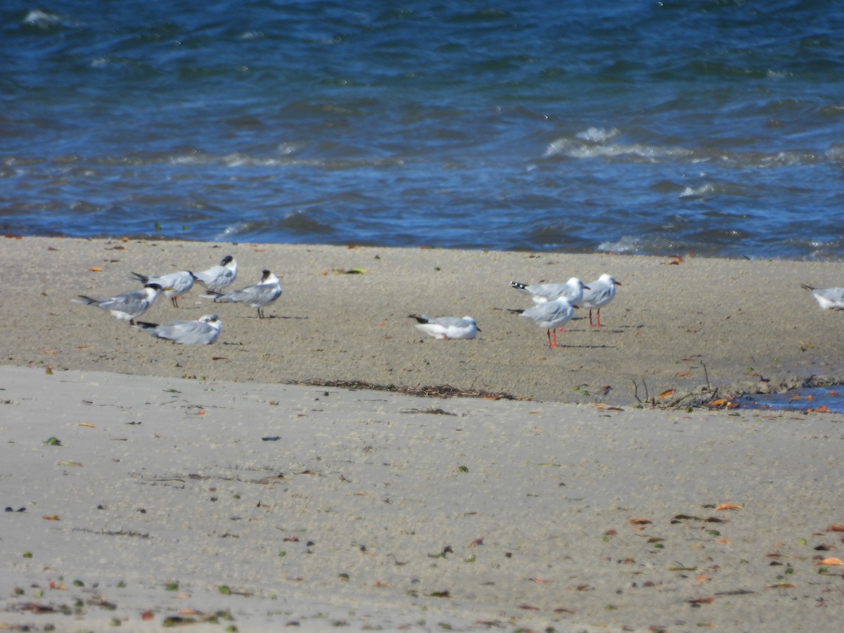 Silver Gull - ML639539428