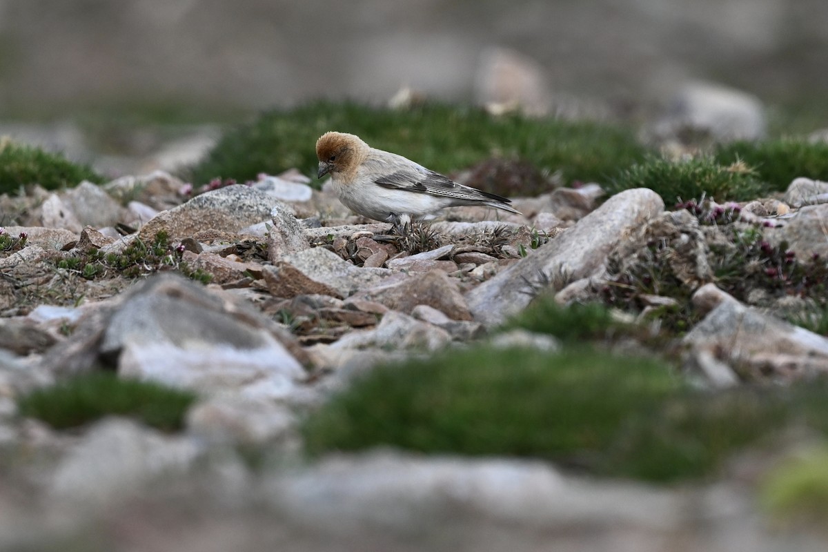 Sillem's Rosefinch - ML639539442