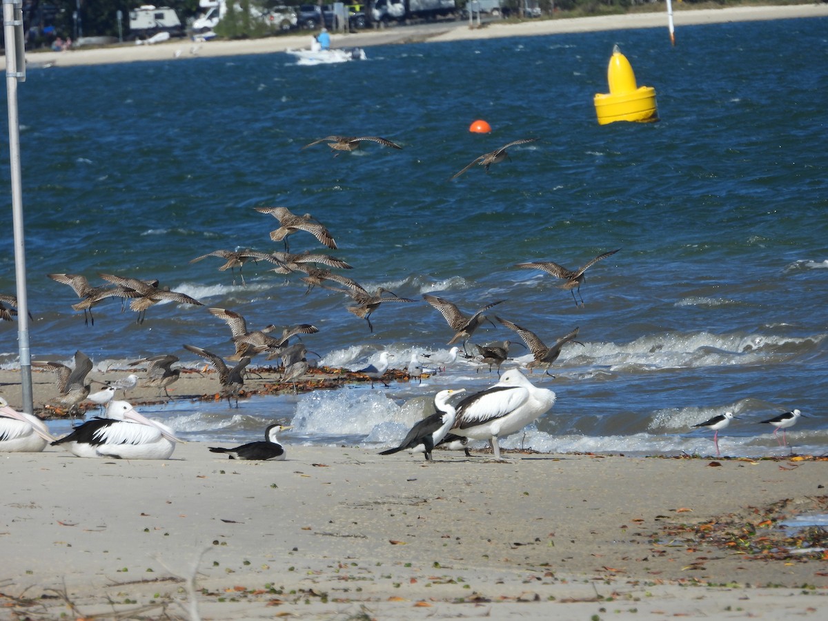 Pied Cormorant - ML639539567