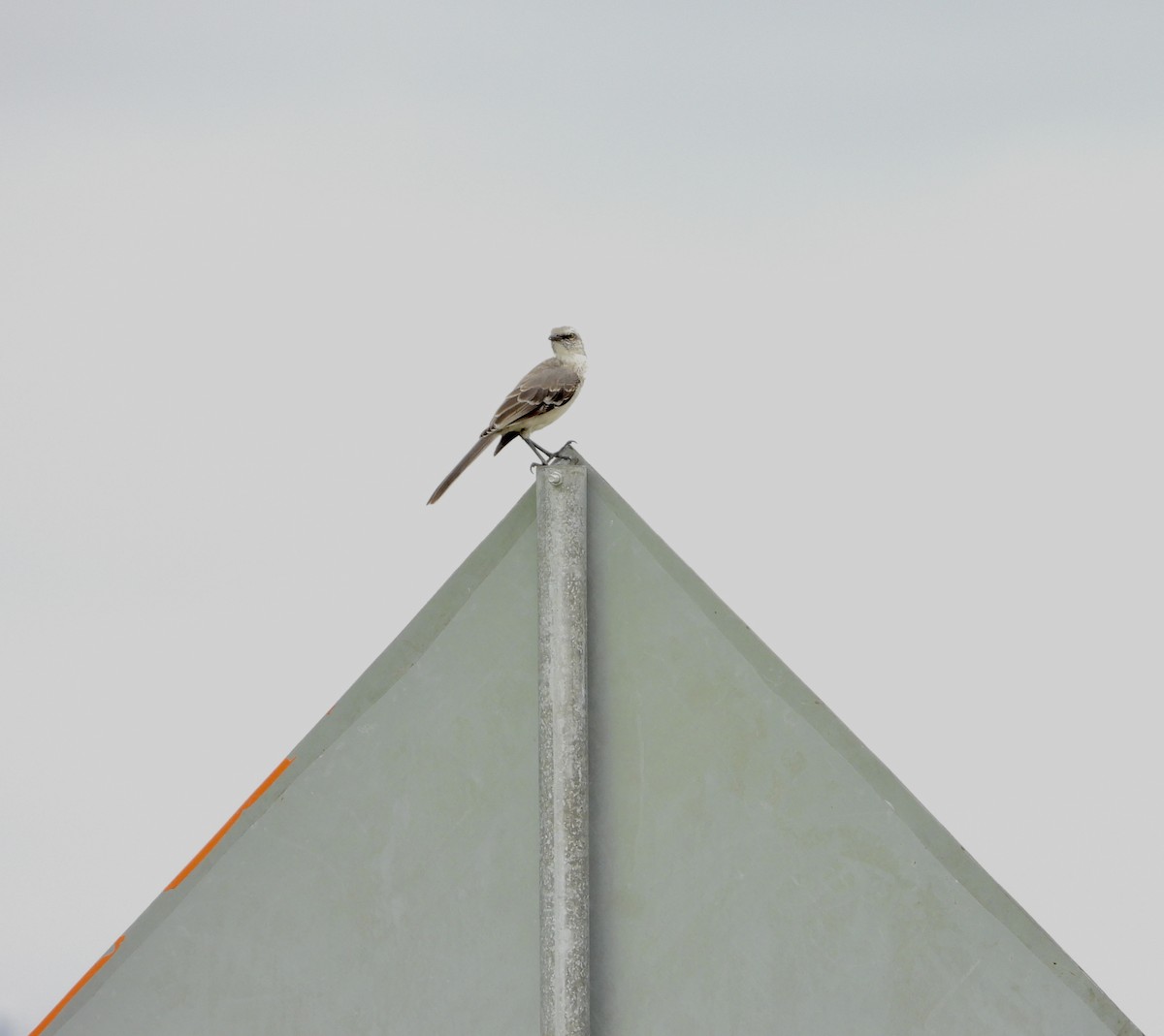 Tropical Mockingbird - ML639539580
