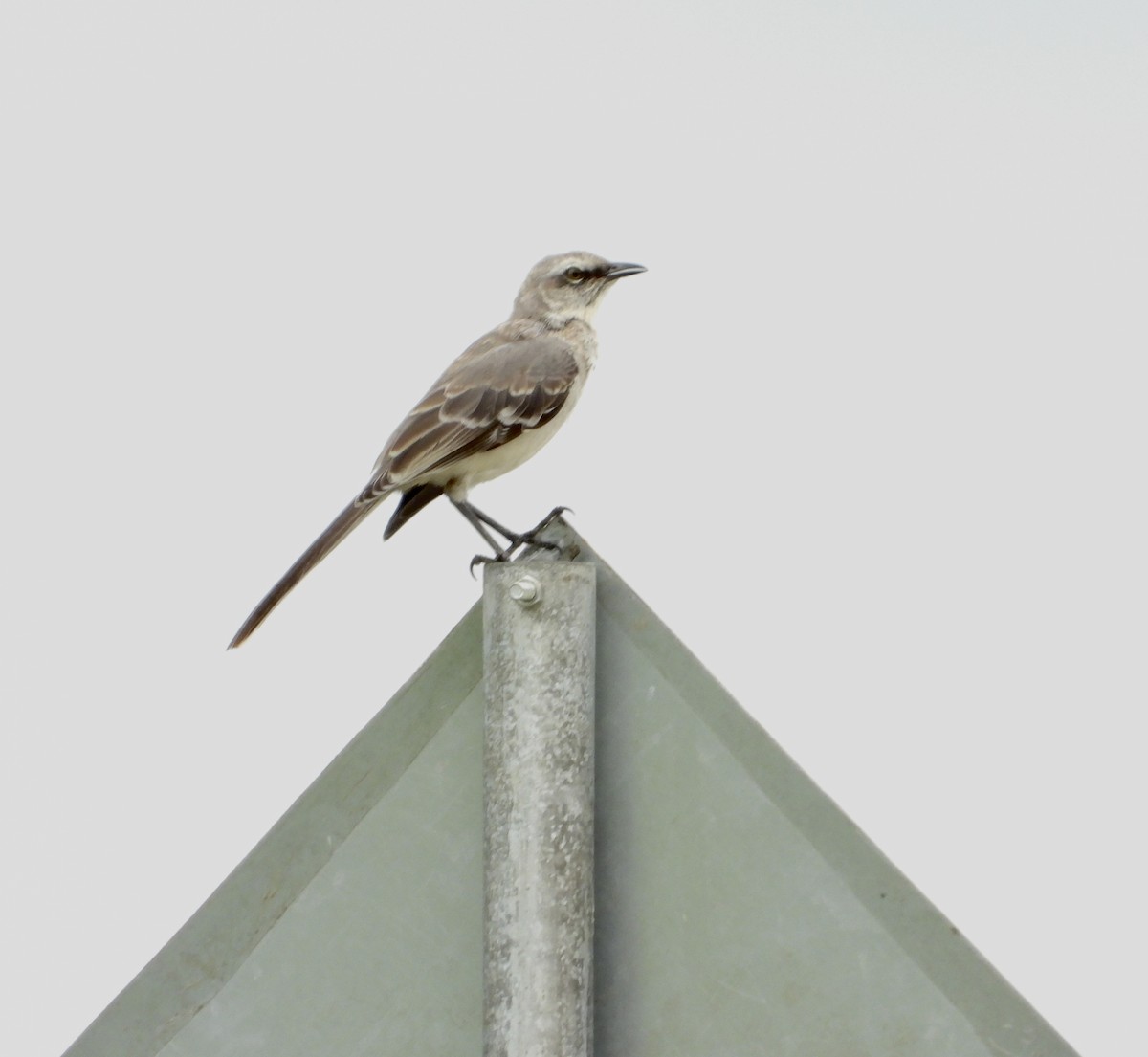 Tropical Mockingbird - ML639539581