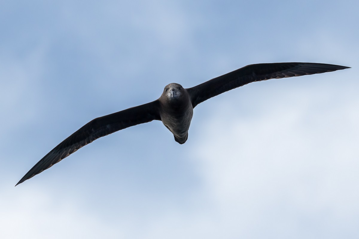 Gray-faced Petrel - ML639539633