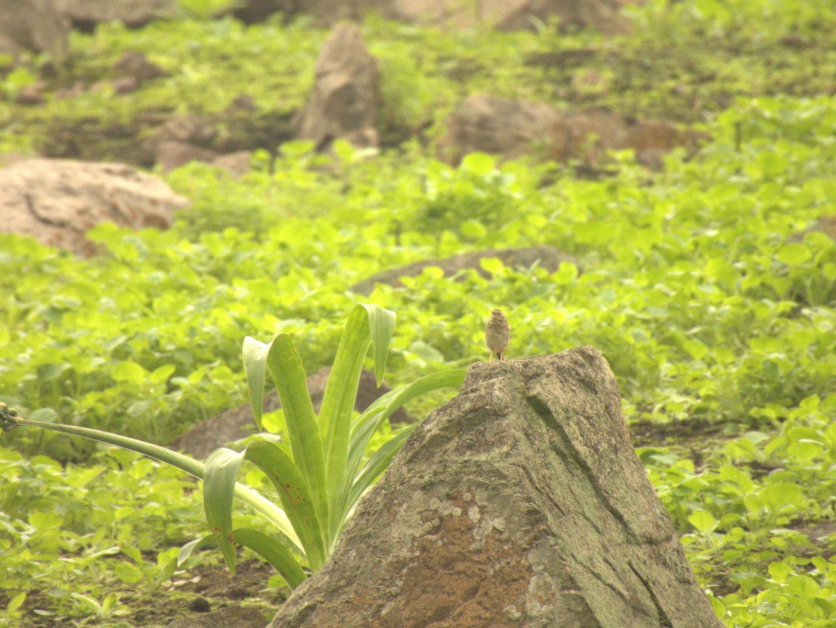 Peruvian Pipit - ML639539738