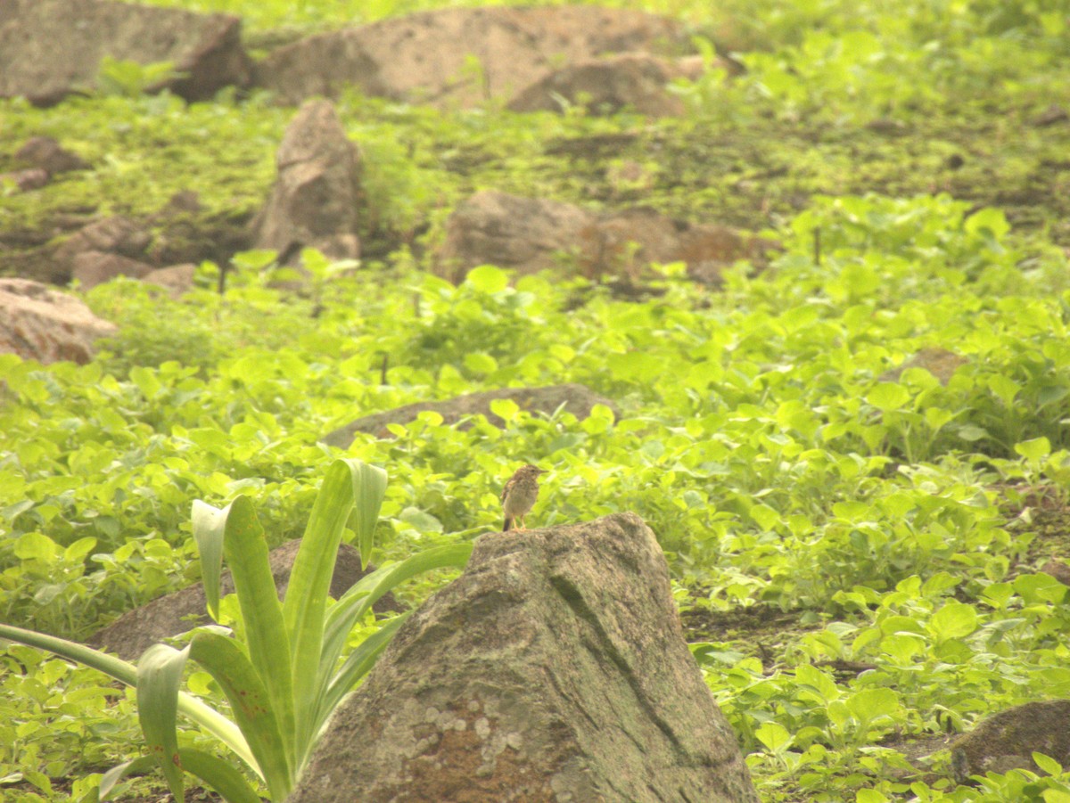 Peruvian Pipit - ML639539741