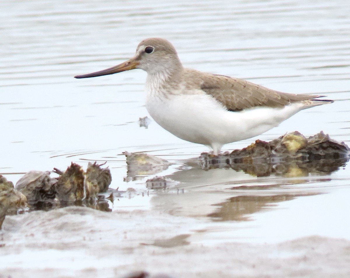 Terek Sandpiper - ML639539773