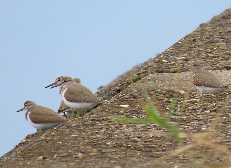 Common Sandpiper - ML639539774