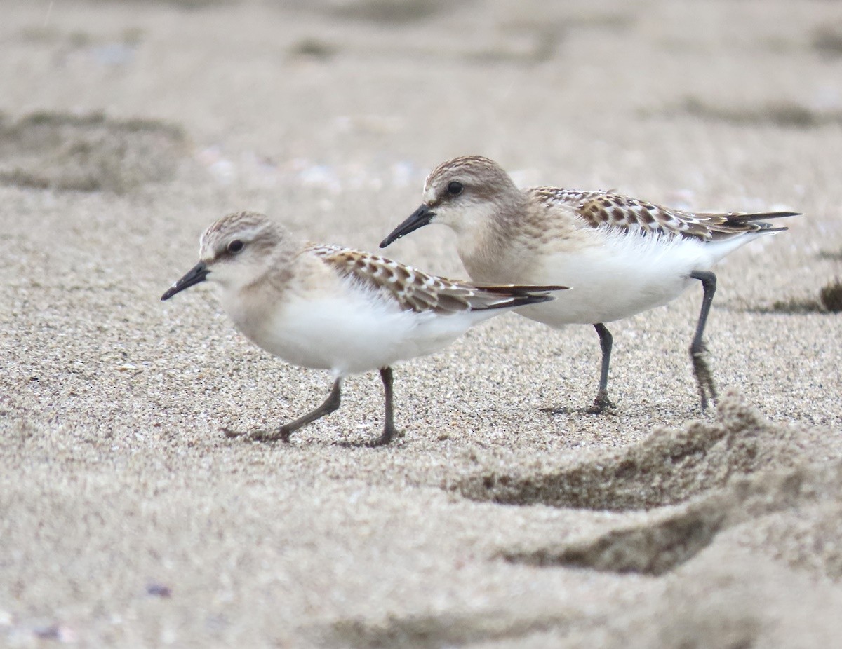 Red-necked Stint - ML639539777