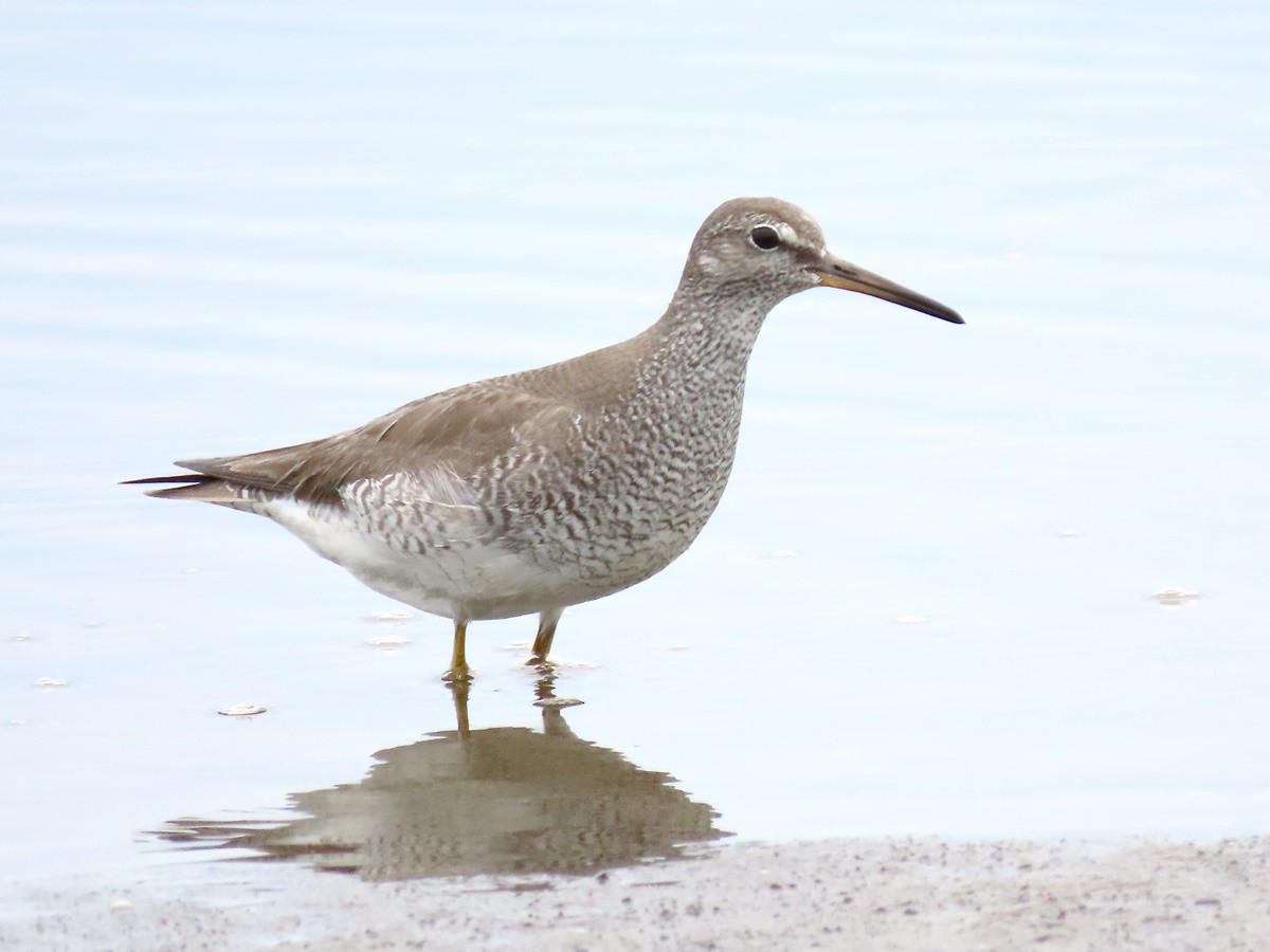 Gray-tailed Tattler - ML639539839