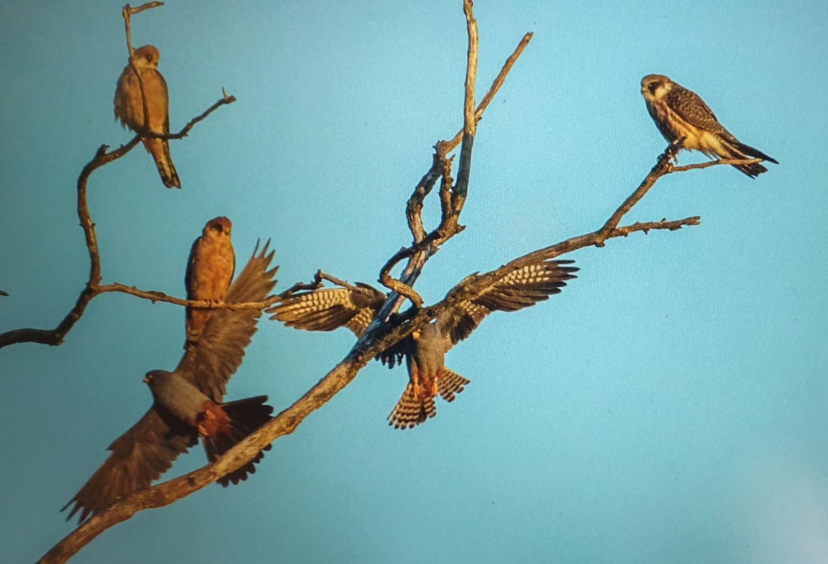 poštolka rudonohá - ML639540023