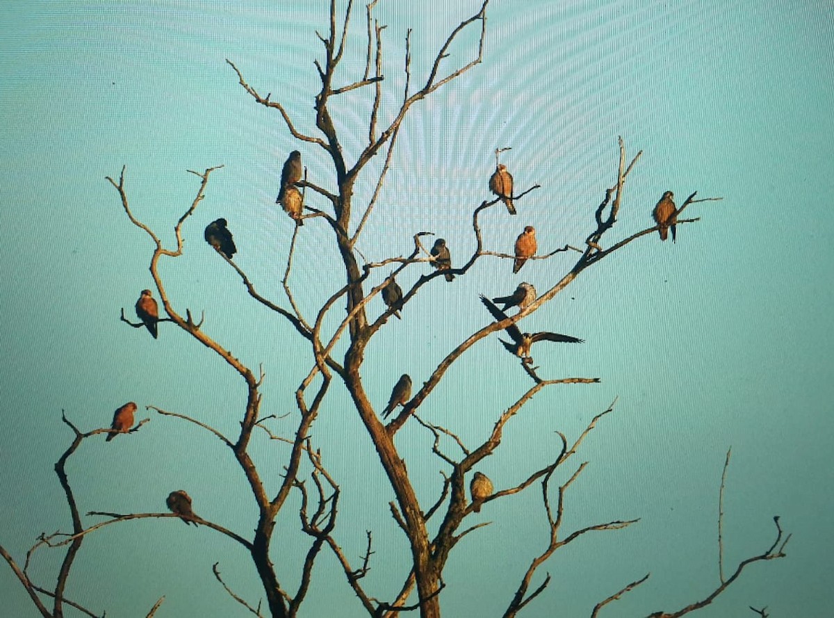 poštolka rudonohá - ML639540024