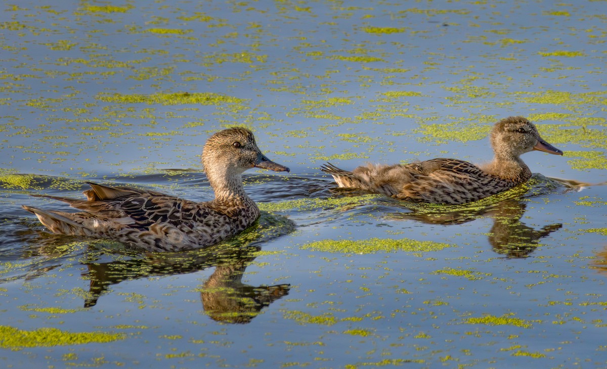 Gadwall - ML639540030