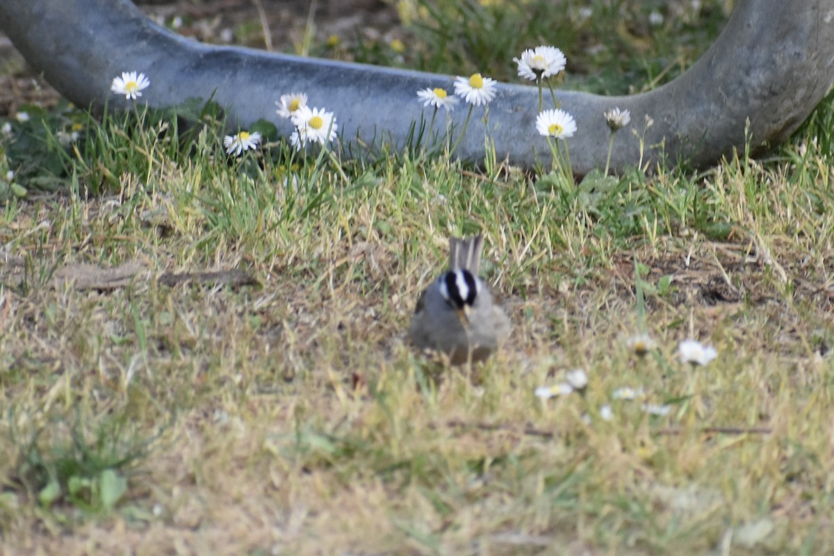 White-crowned Sparrow - ML639540172