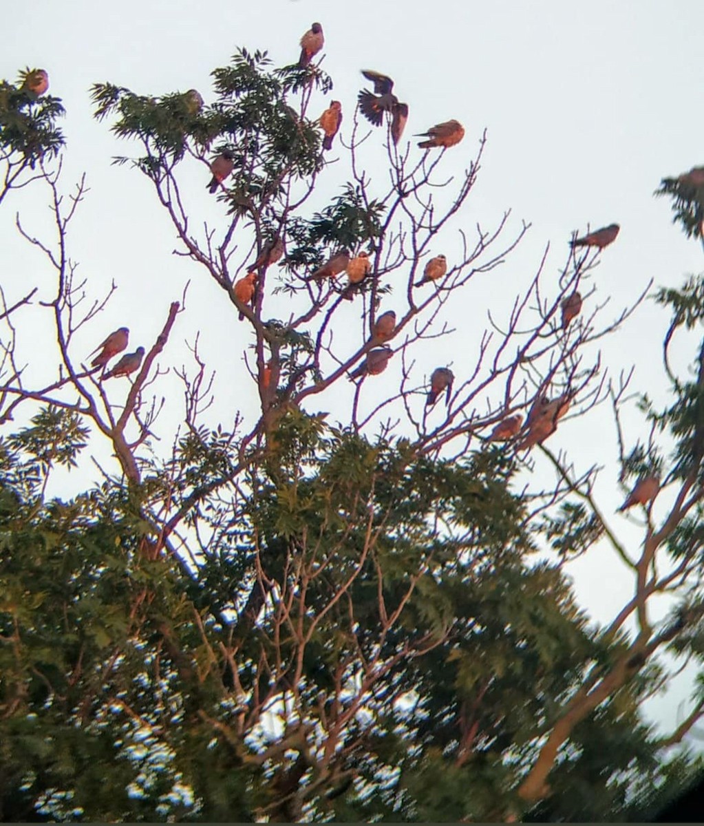 poštolka rudonohá - ML639540204