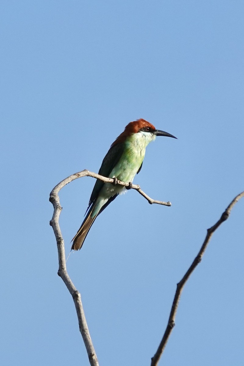 Rufous-crowned Bee-eater - ML639540208