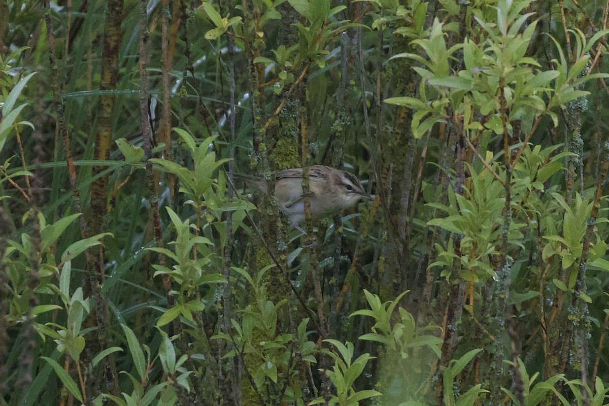 Sedge Warbler - ML639540215