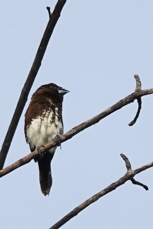 White-bellied Munia - ML639540224