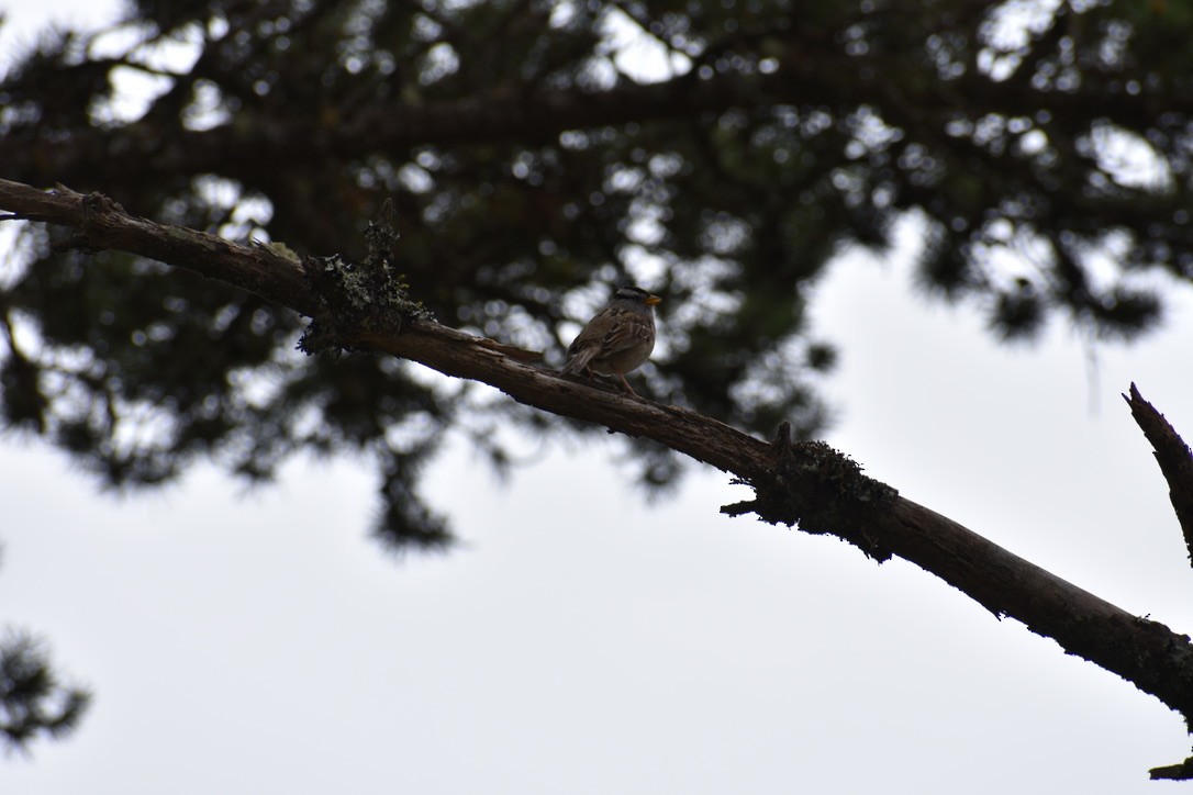 White-crowned Sparrow - ML639540277