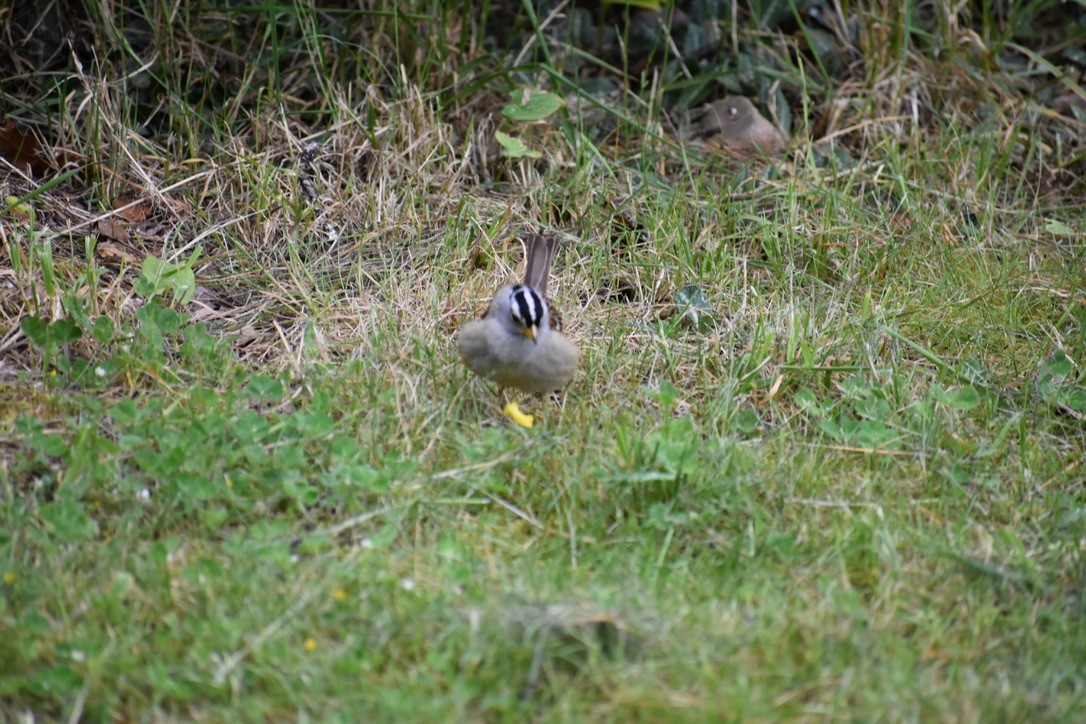 White-crowned Sparrow - ML639540278