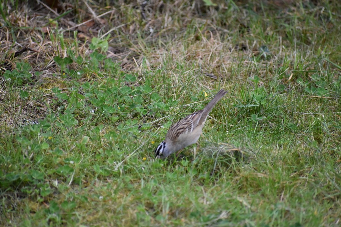 White-crowned Sparrow - ML639540279