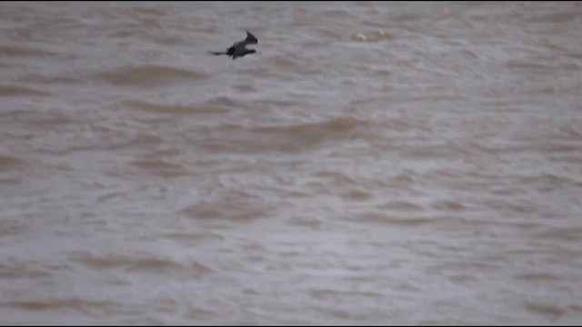 Lesser Frigatebird - ML639540285