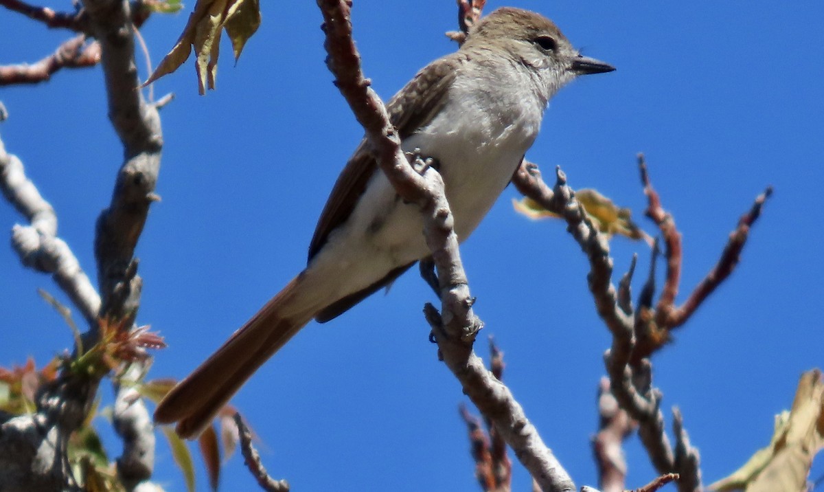 Ash-throated Flycatcher - ML639540340