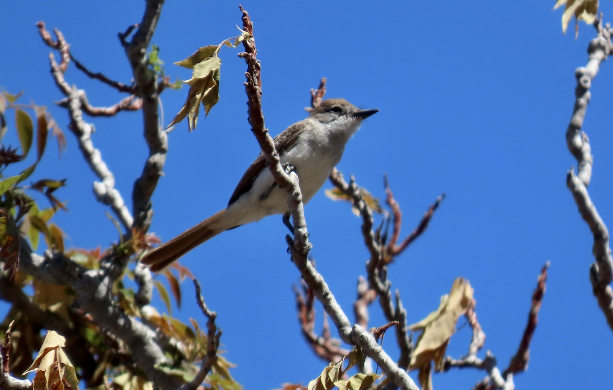 Ash-throated Flycatcher - ML639540341