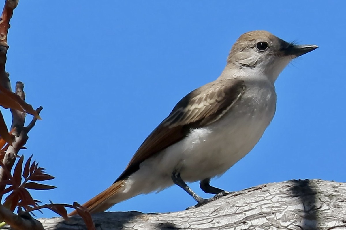 Ash-throated Flycatcher - ML639540342