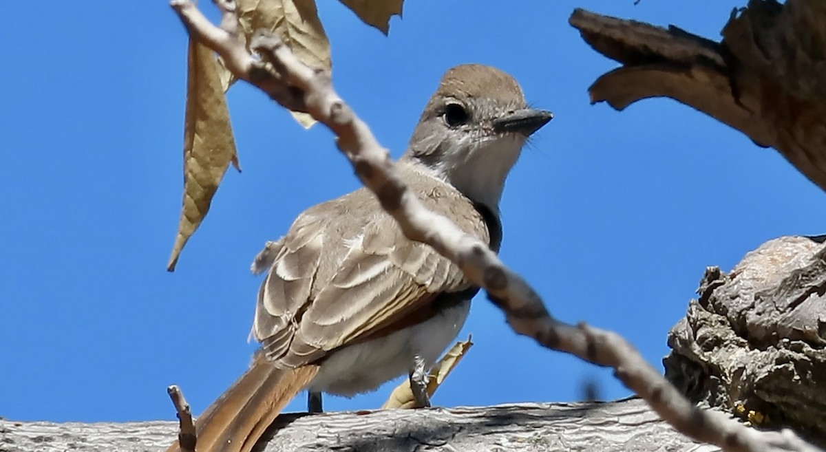 Ash-throated Flycatcher - ML639540349