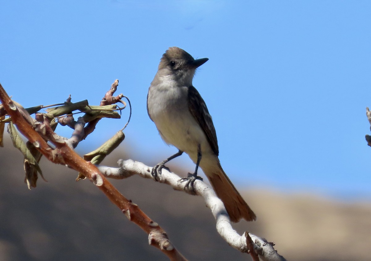Ash-throated Flycatcher - ML639540350