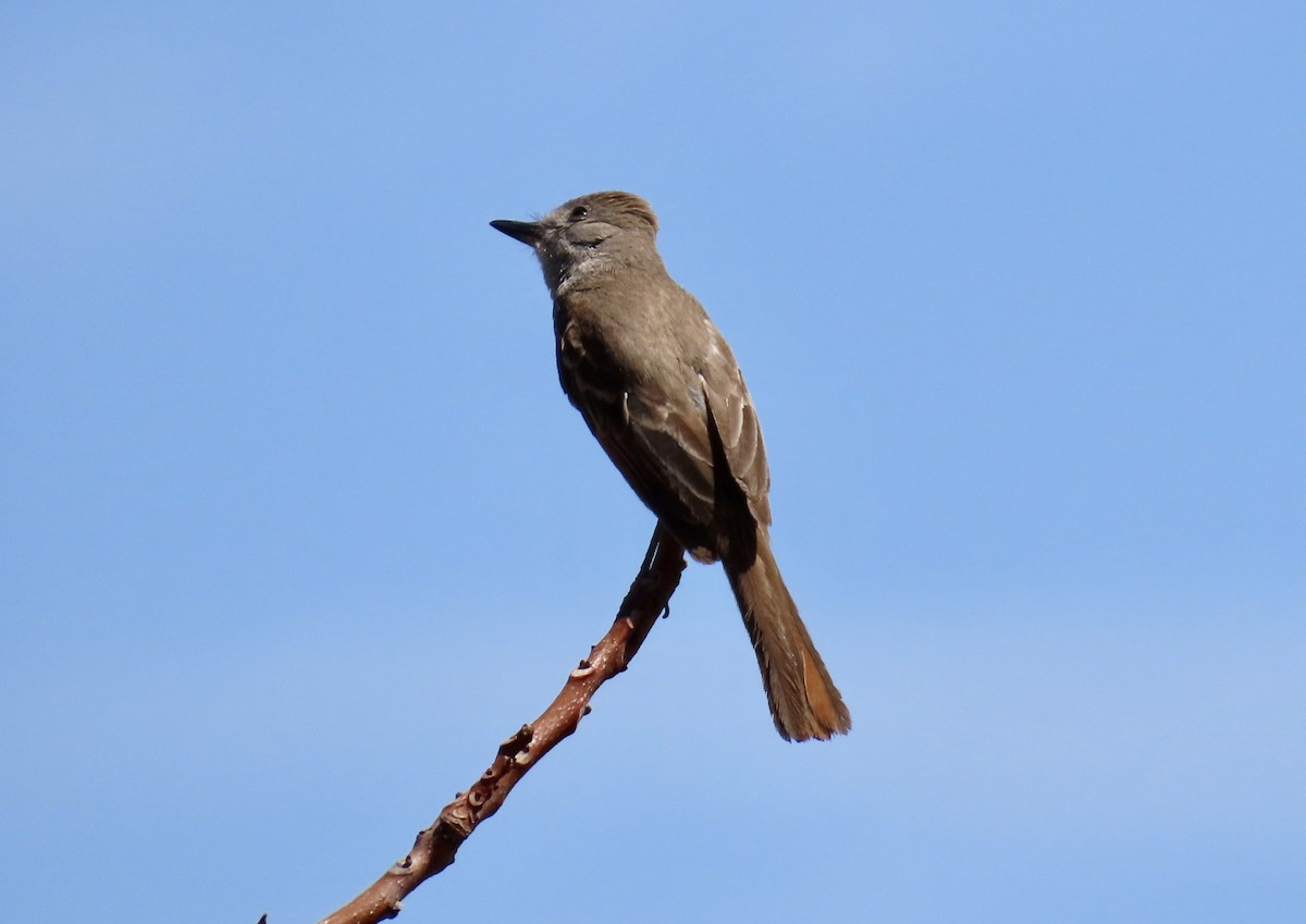 Ash-throated Flycatcher - ML639540353
